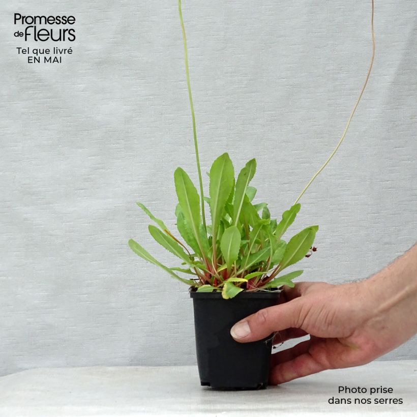 Example of Primevère rose - Primula rosea Grandiflora   Godet de 7/8 cm as you get in printemps