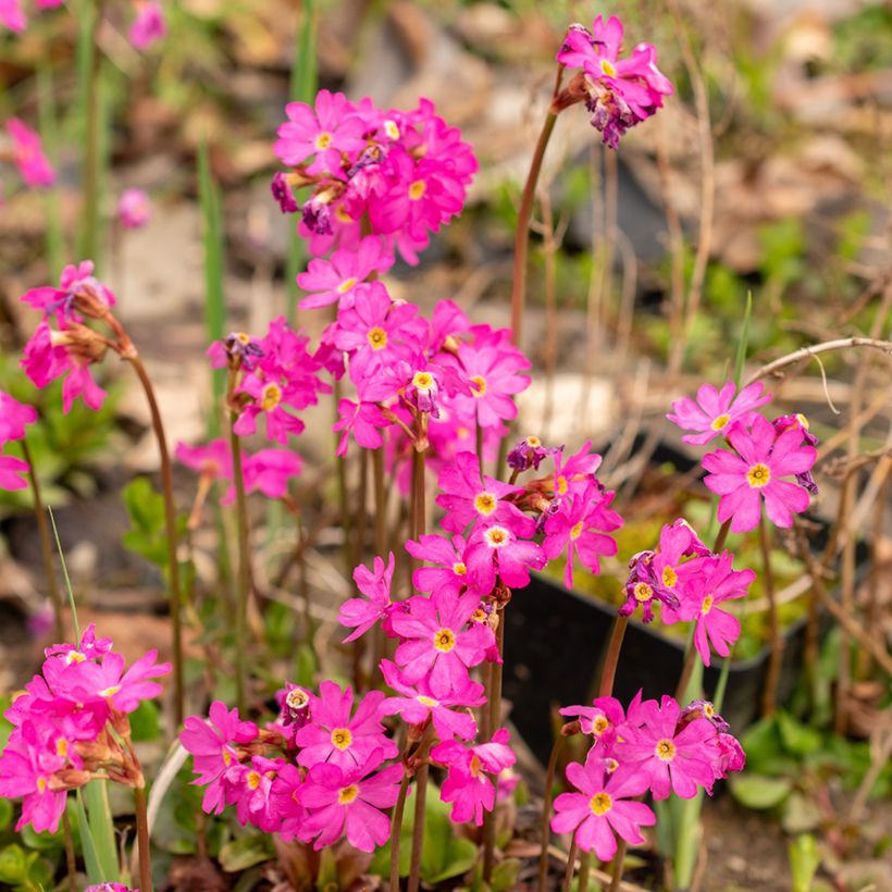 Primevère rose - Primula rosea Grandiflora   (Flowering)