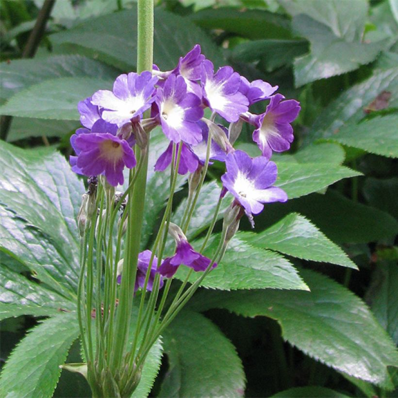 Primevère, Primula alpicola var. violacea (Flowering)