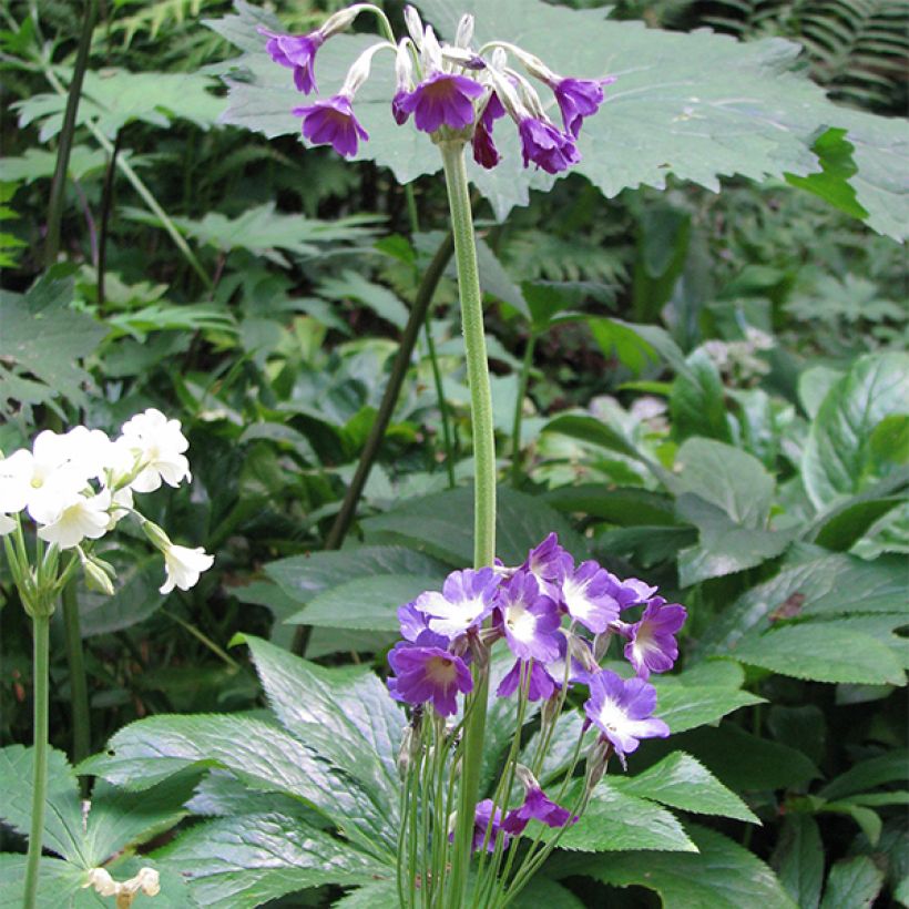 Primevère, Primula alpicola var. violacea (Plant habit)