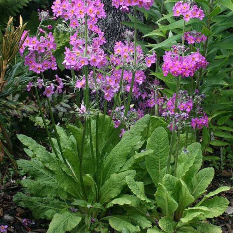 Primula beesiana - Primevère candélabre (Plant habit)