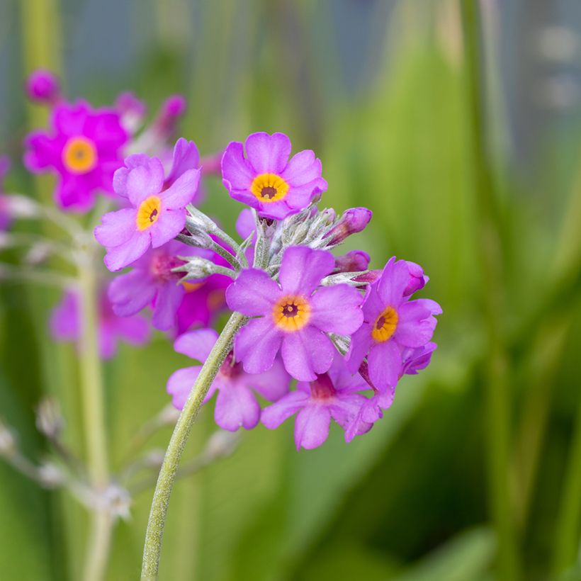 Primula beesiana - Primevère candélabre (Flowering)