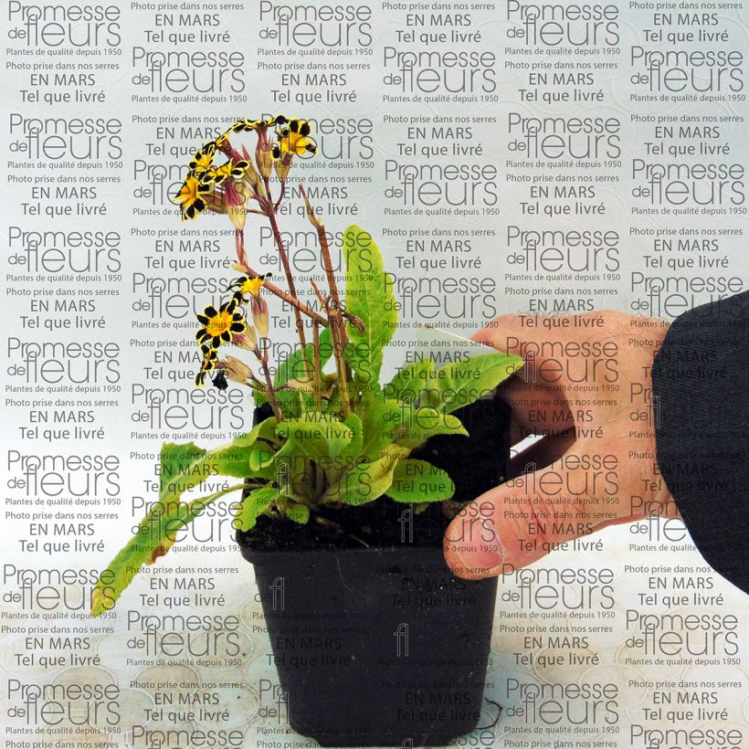 Exemple de spécimen de Primula elatior Gold Lace Red - Primevère élevée Godet de 8/9 cm tel que livré