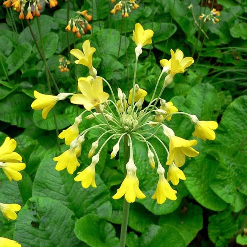 Primula florindae - Primevère du Tibet (Flowering)