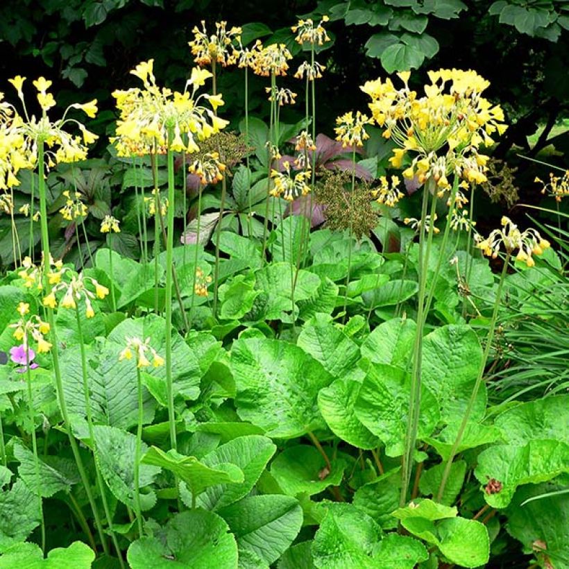 Primula florindae - Primevère du Tibet (Plant habit)