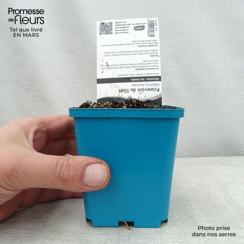 Example of Primula florindae - Primevère du Tibet Godet de 8/9 cm as you get in printemps