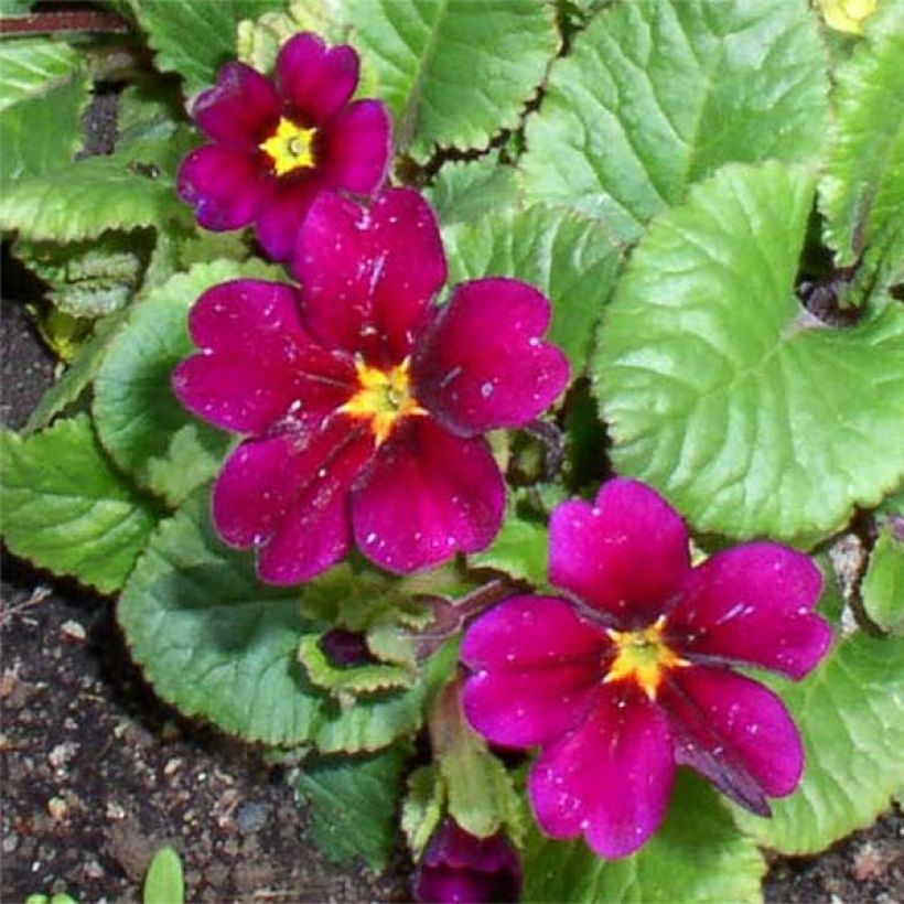 Primevère - Primula juliae Ideaal (Flowering)