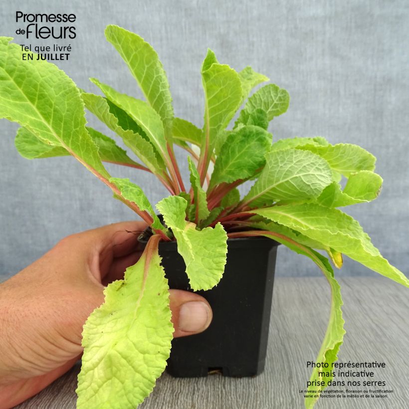 Spécimen de Primula juliae Wanda - Primevère vivace tapissante Godet de 8/9 cm tel que livré en été