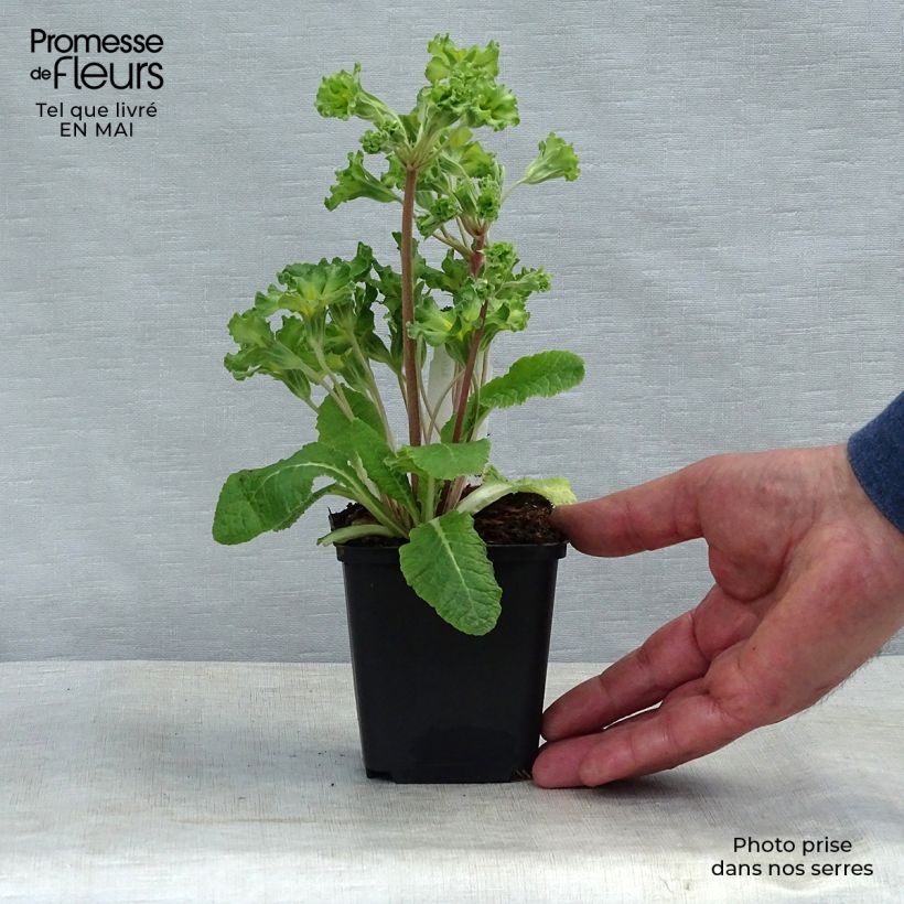 Spécimen de Primula vulgaris Francesca - Primevère des jardins Godet de 8/9 cm tel que livré au printemps