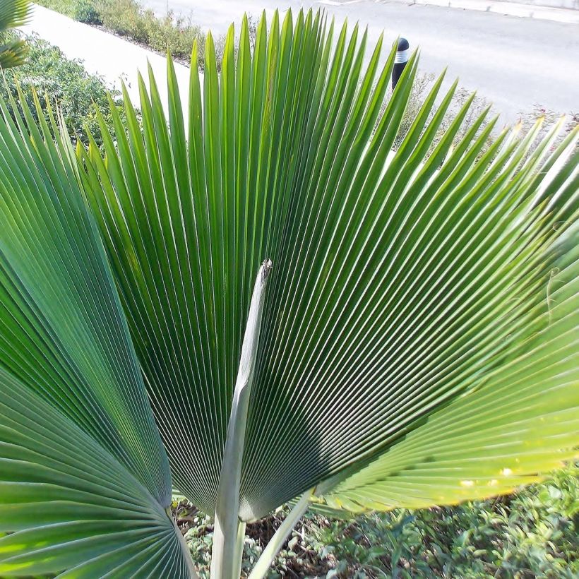 Pritchardia pacífica - Palmier des îles Fidji (Foliage)