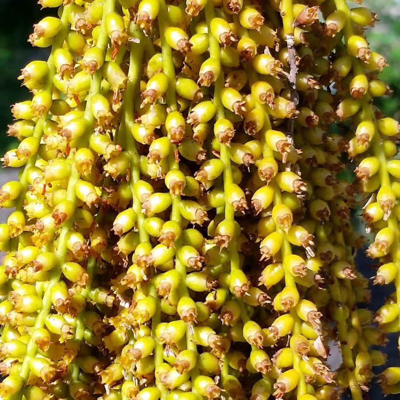 Pritchardia pacífica - Palmier des îles Fidji (Flowering)