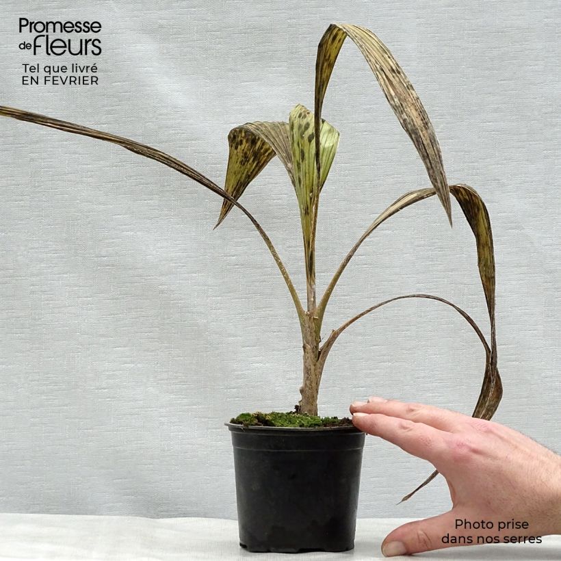 Example of Pritchardia pacífica - Palmier des îles Fidji Pot de 12 cm / 13 cm as you get in hiver