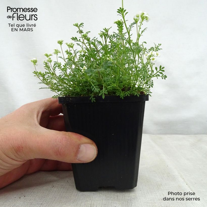 Example of Hornungia alpina - Cresson des chamois Godet de 8/9 cm as you get in printemps