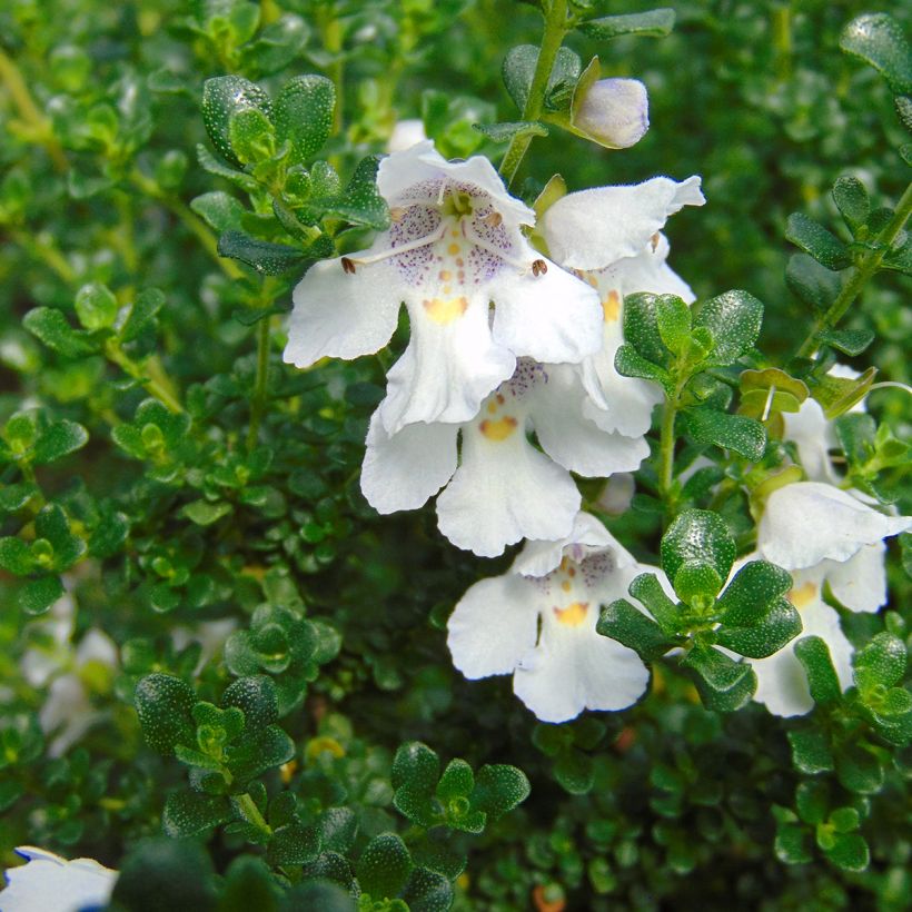 Prostanthera cuneata - Menthe Australienne (Flowering)