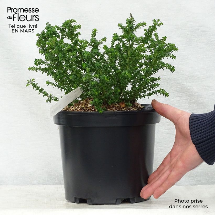 Example of Prostanthera cuneata - Menthe Australienne Pot de 2L/3L as you get in printemps