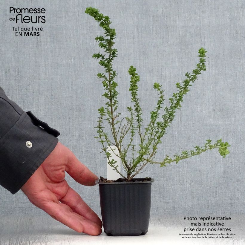 Example of Prostanthera cuneata - Menthe Australienne Godet de 8/9 cm as you get in printemps