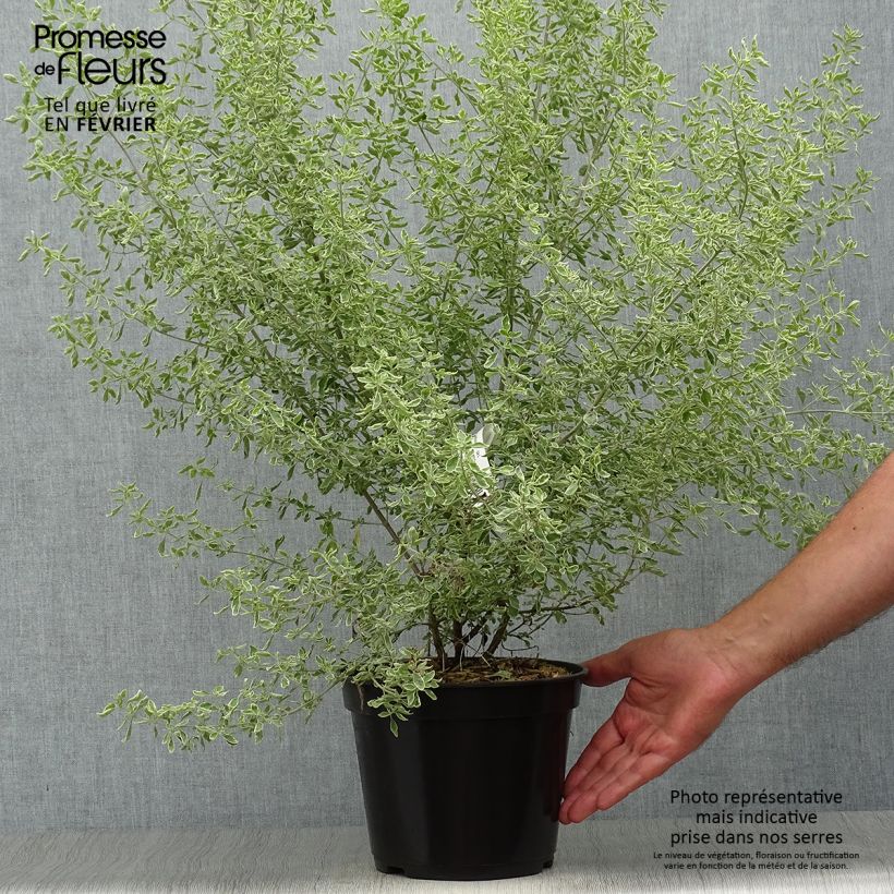 Spécimen de Prostanthera ovalifolia Variegata - Menthe australienne panachée. Pot de 4L/5L tel que livré en automne