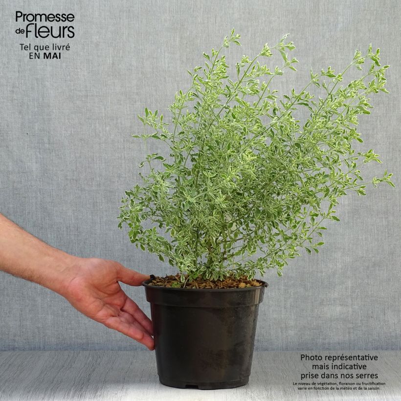 Example of Prostanthera ovalifolia Variegata - Menthe australienne panachée. Pot de 4L/5L as you get in printemps