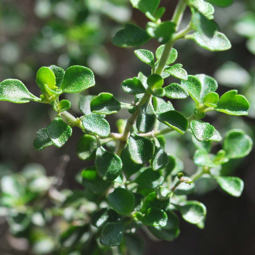 Prostanthera rotundifolia - Menthe Australienne (Foliage)