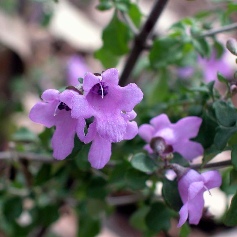 Prostanthera rotundifolia - Menthe Australienne (Flowering)