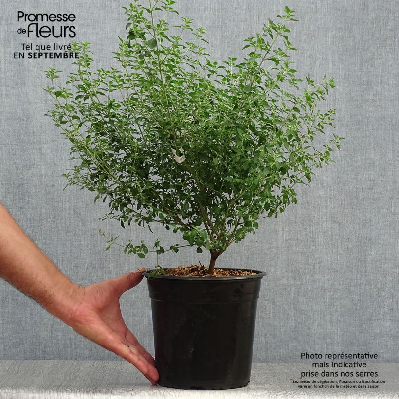 Spécimen de Prostanthera rotundifolia - Menthe Australienne Pot de 4L/5L tel que livré en automne