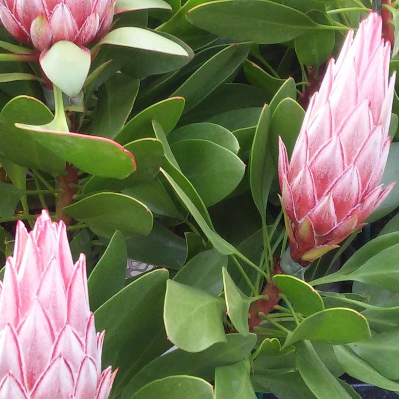 Protea Little Prince - Protée royale (Foliage)