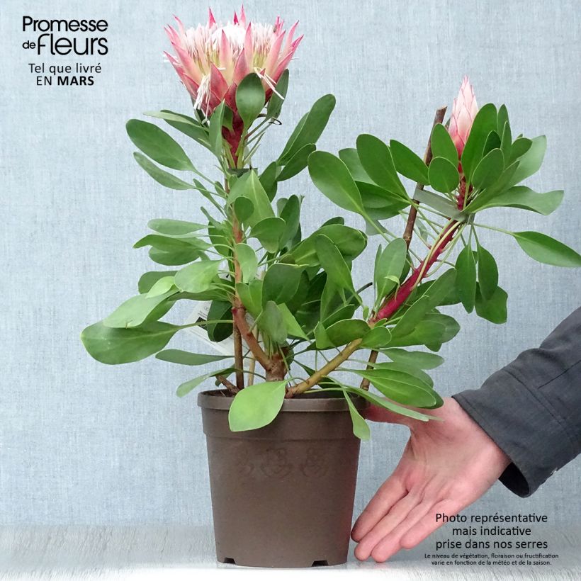 Example of Protea Little Prince - Protée royale Pot de 2L/3L as you get in printemps