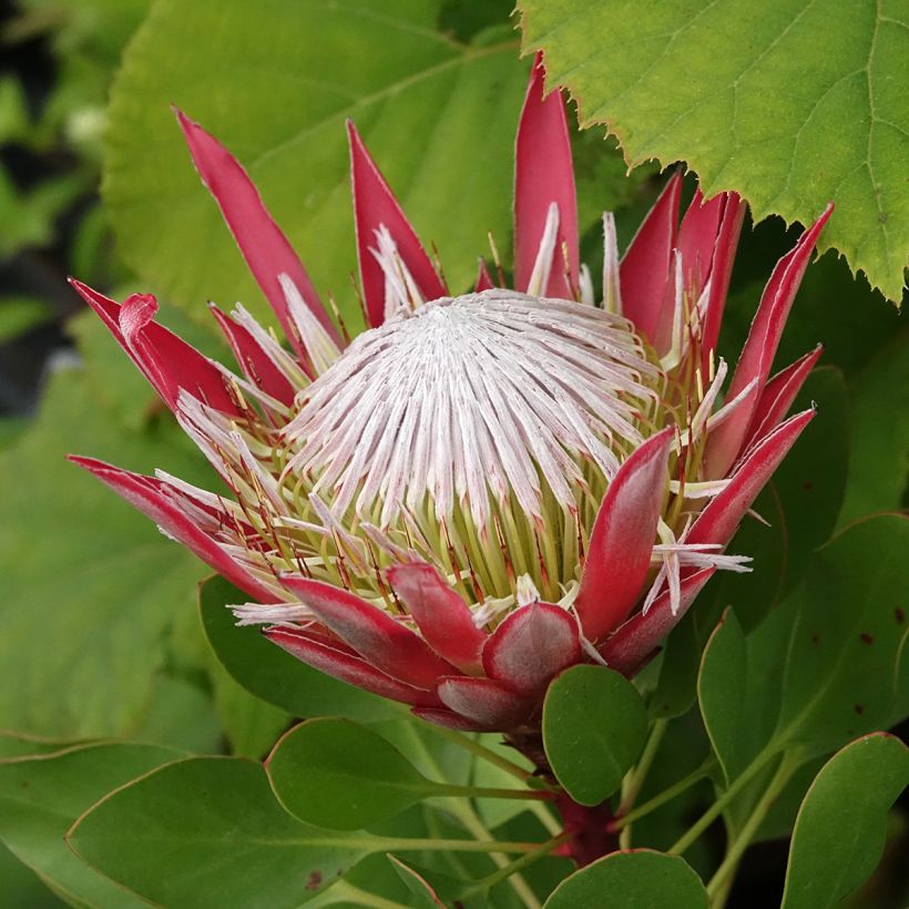 Protea Little Prince - Protée royale (Floraison)