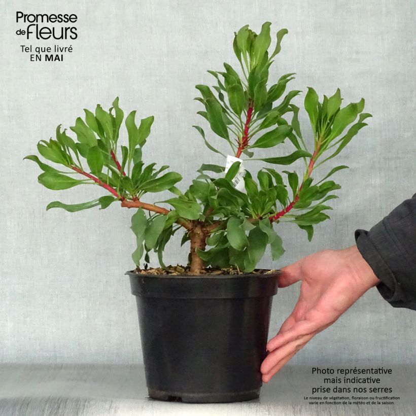 Example of Protea Pink Crown - Protée hybride Pot de 4L/5L as you get in printemps