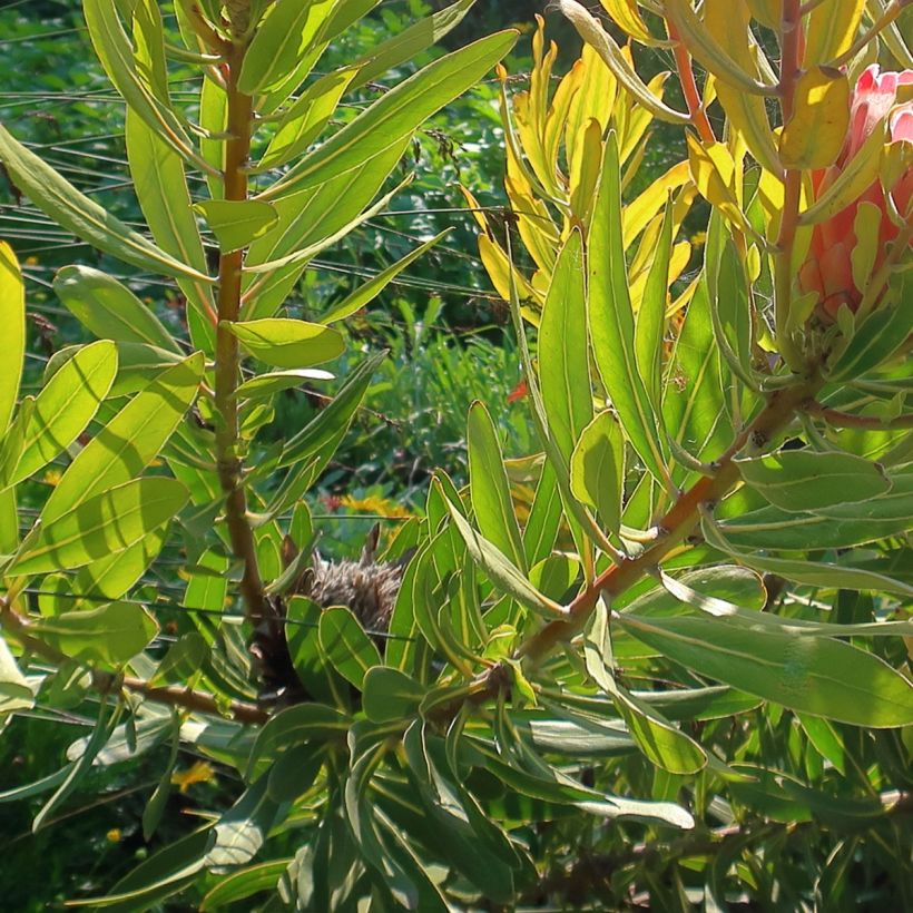 Protea Pink Ice - Protée hybride (Foliage)