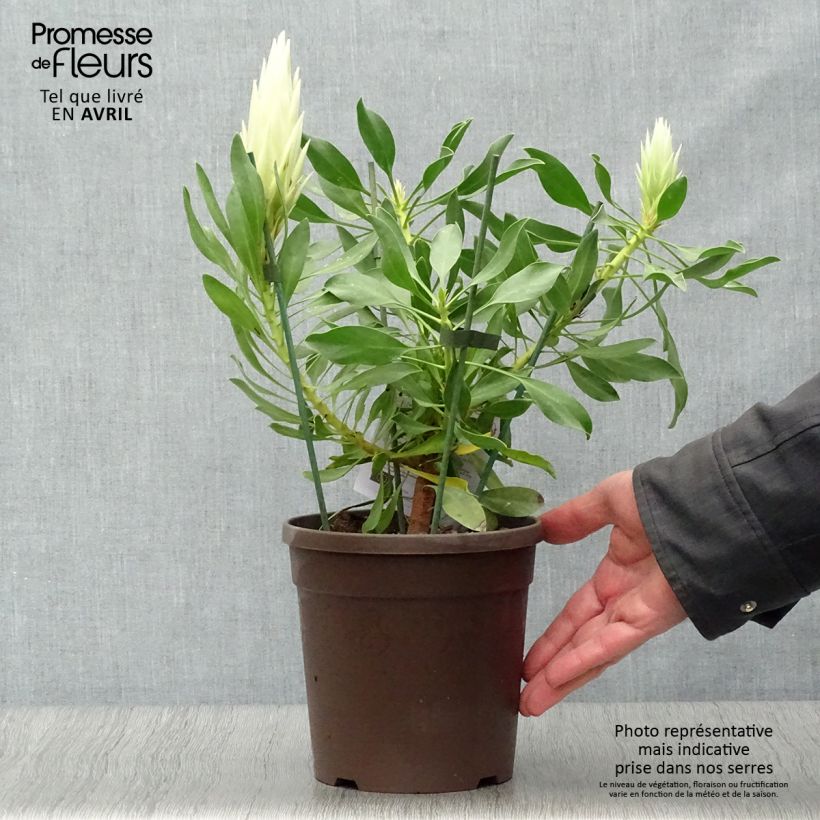 Example of Protea White Crown - Protée royale miniature Pot de 2L/3L as you get in printemps