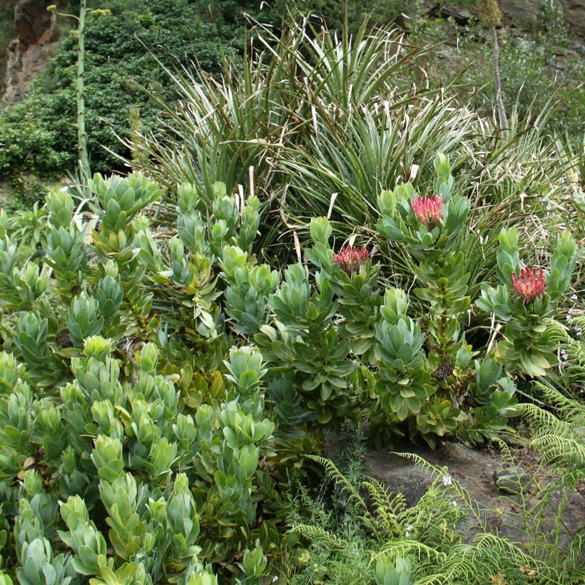 Protea eximia - Protée à feuilles larges (Plant habit)