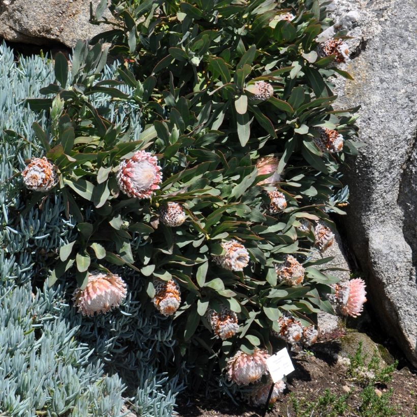 Protea magnifica - Protée magnifique, Reine Protée (Plant habit)