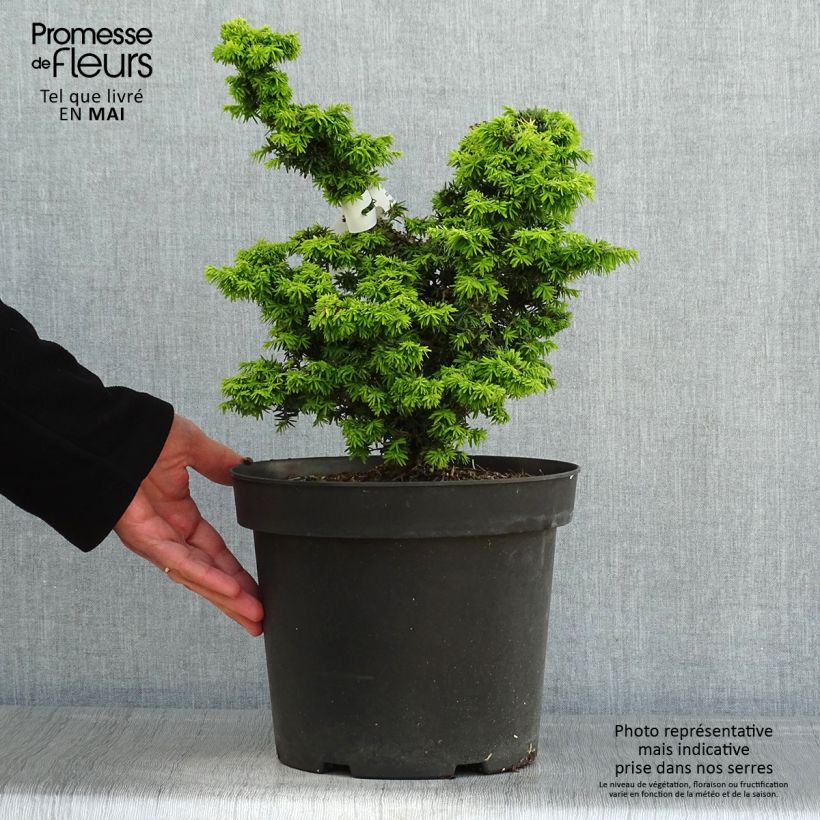 Example of Pruche du Canada - Tsuga canadensis Jervis                          Pot de 7,5L/10L as you get in printemps