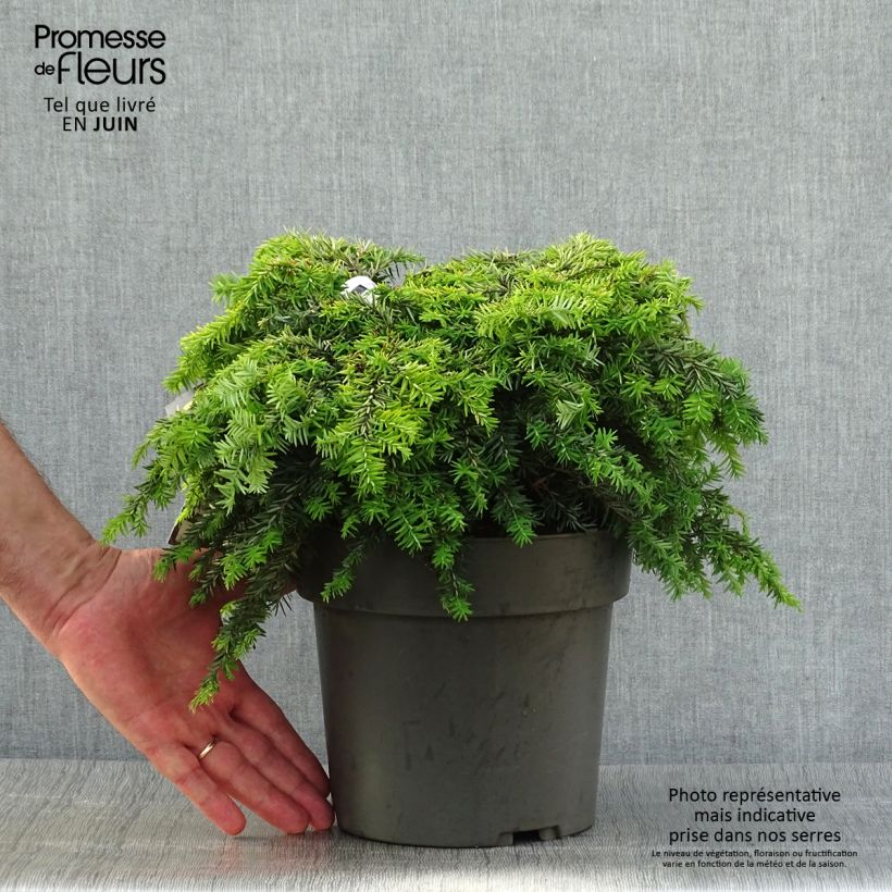 Spécimen de Pruche du Canada - Tsuga canadensis Nana Pot de 3L/4L tel que livré en été