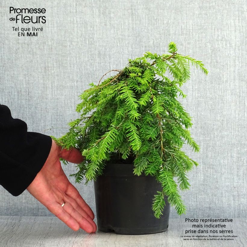 Example of Pruche du Canada - Tsuga canadensis Pendula                        Pot de 2L/3L as you get in printemps