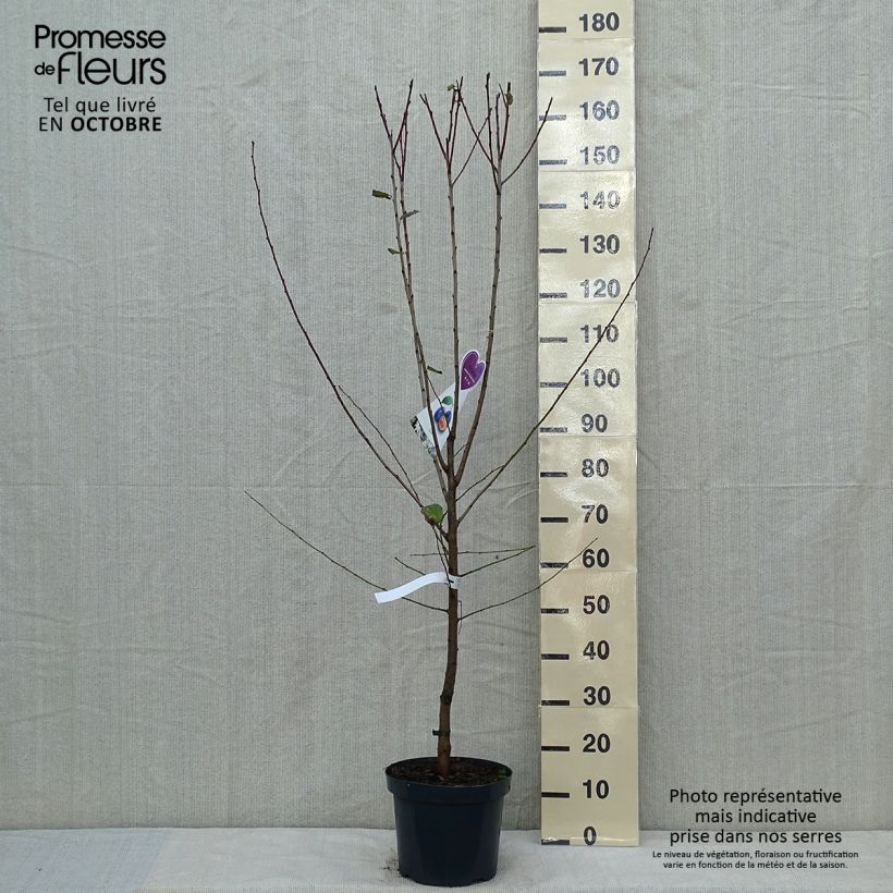 Spécimen de Pruneau de Bâle - Prunier Hauszwetsche - Quetsche Pot de 7,5L/10L, Gobelet tel que livré en automne