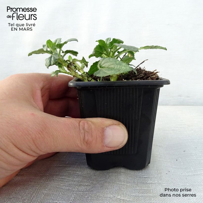 Spécimen de Prunella grandiflora White Loveliness - Brunelle à grandes fleurs blanches. Godet de 8/9 cm tel que livré au printemps