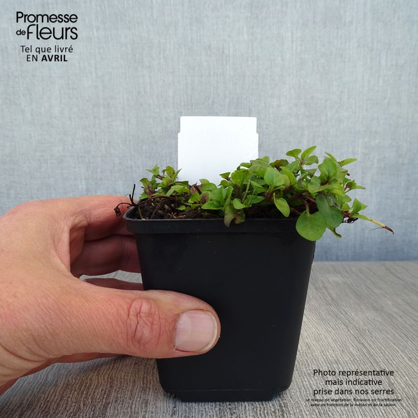 Example of Prunella vulgaris - Brunelle commune Godet de 8/9 cm as you get in printemps