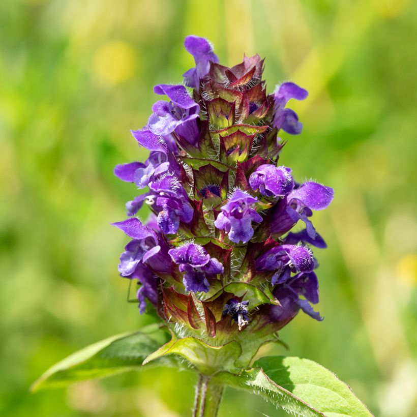 Prunella vulgaris - Brunelle commune (Flowering)