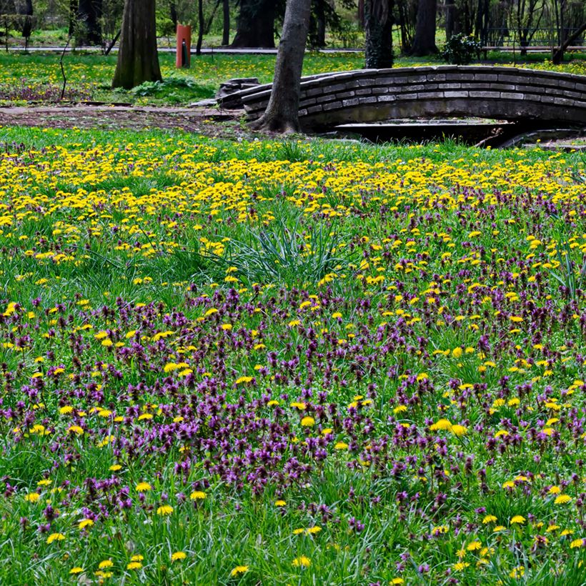 Prunella vulgaris - Brunelle commune (Plant habit)