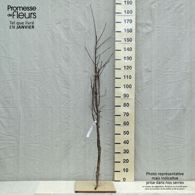 Spécimen de Prunier Belle De Louvain - Quetsche italienne Racines nues, Gobelet tel que livré en hiver