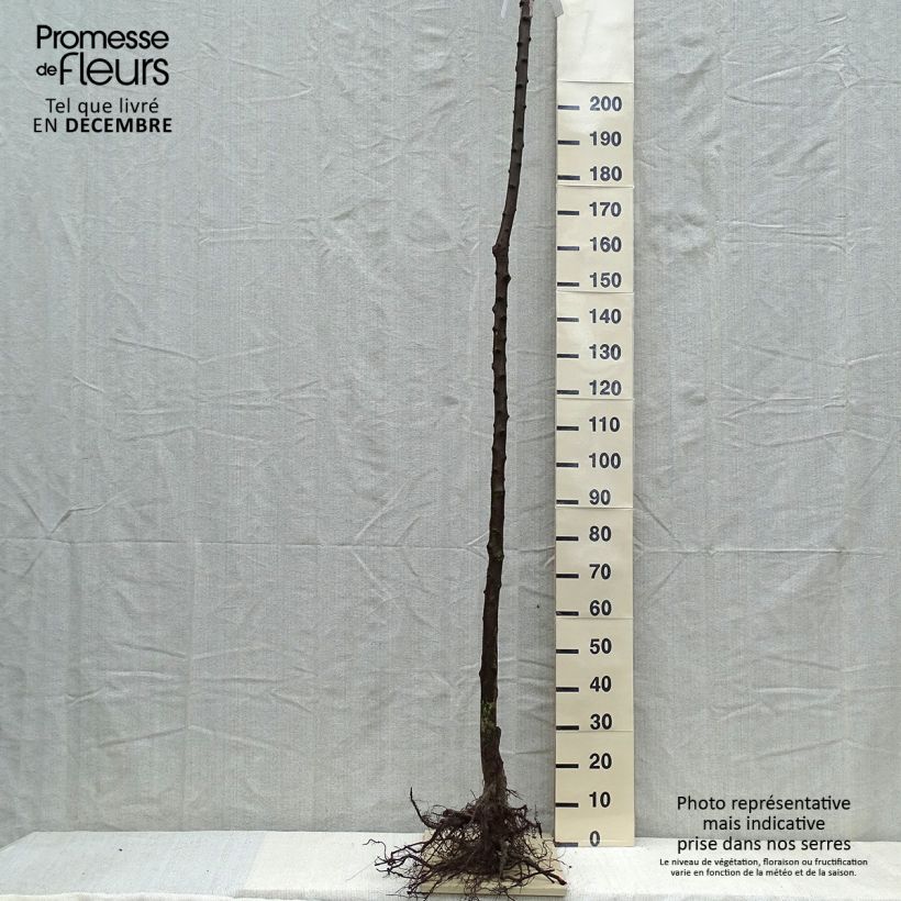 Spécimen de Prunier Belle De Louvain - Quetsche italienne Racines nues, Haute-Tige tel que livré en hiver