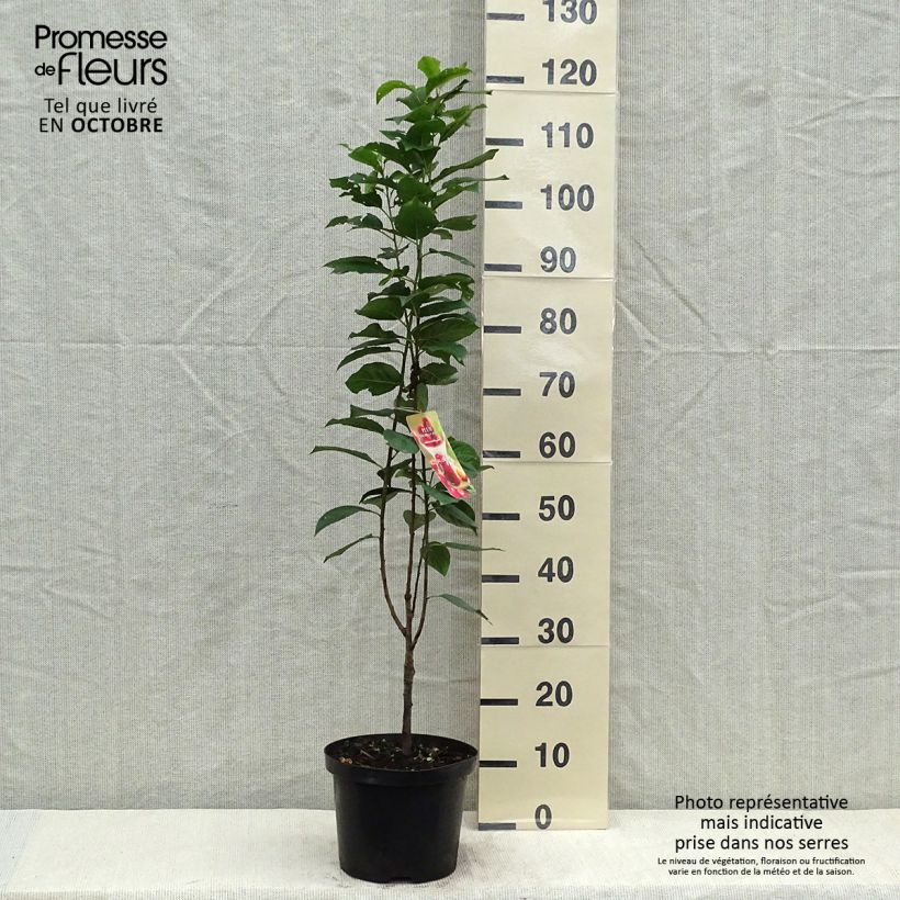 Spécimen de Prunier Mirabelle Ruby® Pot de 7,5L/10L, Colonnaire tel que livré en automne