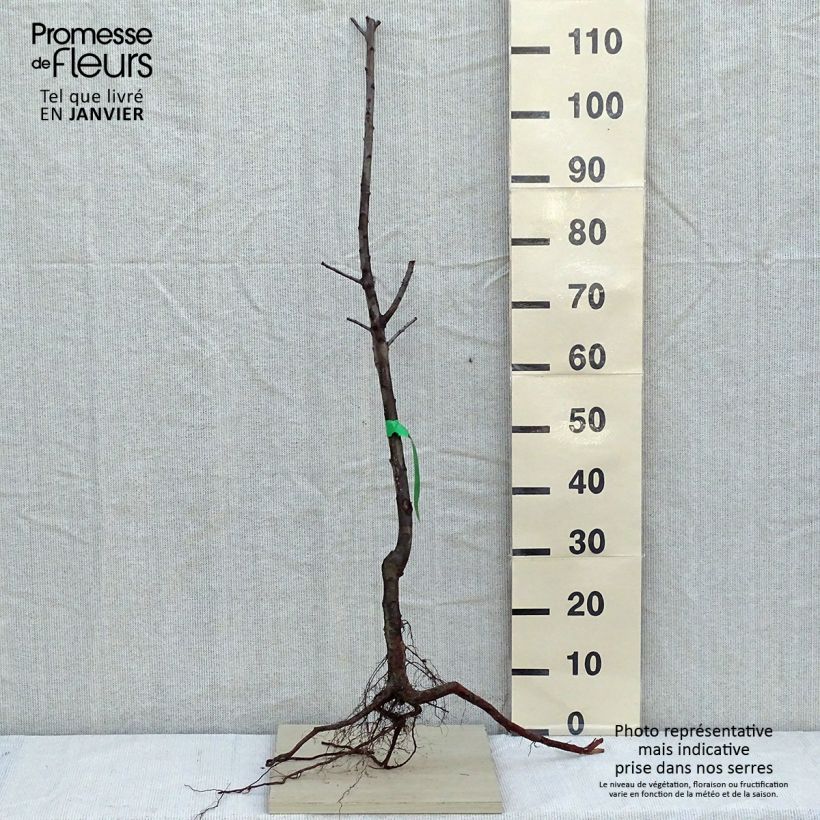 Spécimen de Prunier Mirabelle de Nancy Racines nues, Scion tel que livré en hiver