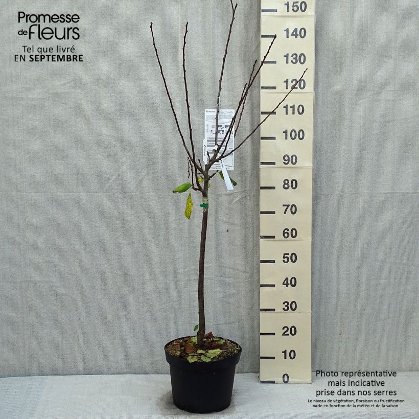 Spécimen de Prunier Prune d'Ente - Pruneau d'Agen  Pot de 7,5L/10L, Gobelet tel que livré en automne
