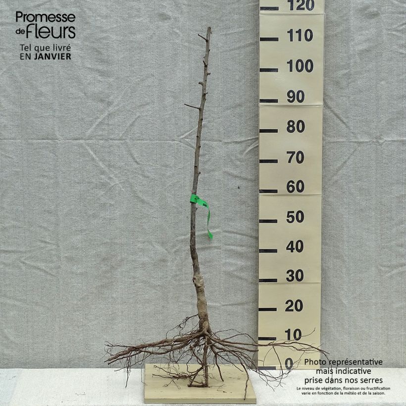 Spécimen de Prunier Prune d'Ente Blanche Bio Racines nues, Scion tel que livré en hiver