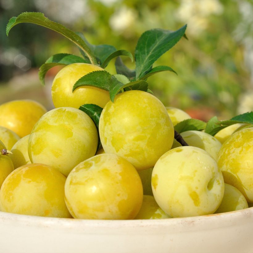 Prunier Reinegold (Harvest)