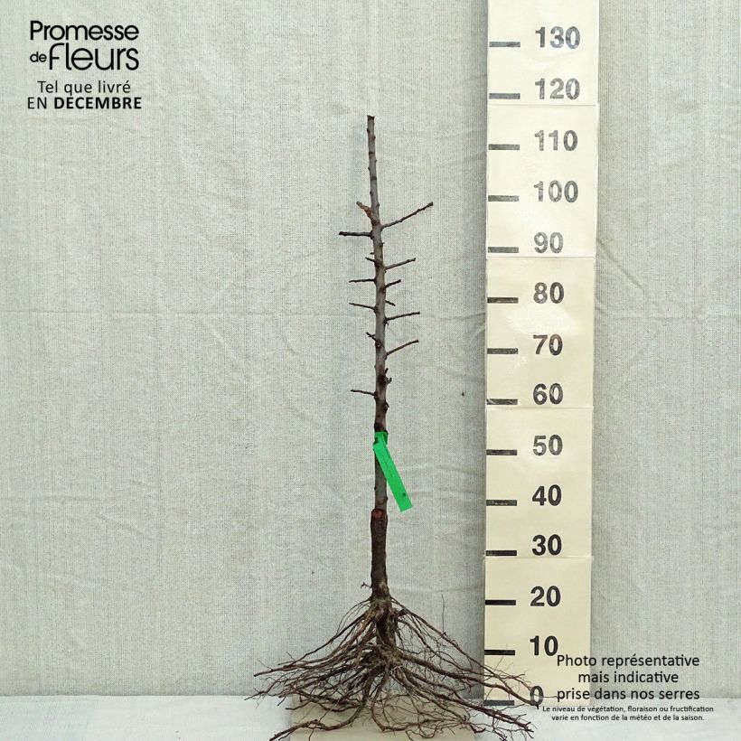 Spécimen de Prunier Reine Claude d'Oullins Bio Racines nues, Scion tel que livré en hiver