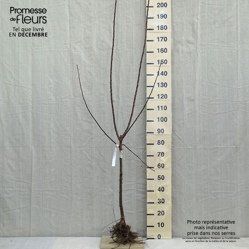 Example of Prunier Reine Claude d'Oullins  Racines nues, Gobelet as you get in hiver